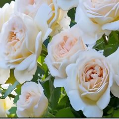 Tüplü Cream Fc Multi Goncalı Beyaz Renk Yediveren Soğuklara Dayanıklı Gül Fidanı