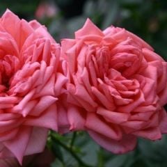 Tüplü Yediveren Soğuklara Dayanıklı Royal Gül Fidanı