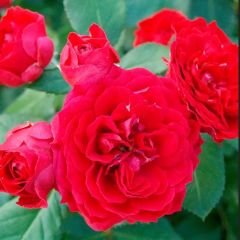 Tüplü Ruby Yediveren Çok Goncalı Masal Gülü Fidanı