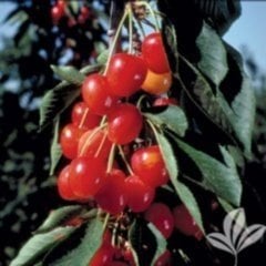 Tüplü Aşılı Yarı bodur Erkenci Richmond Vişne Fidanı