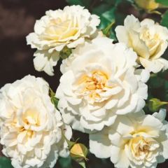 Tüplü Çok Goncalı Yer Örtücü Petticoat Yediveren Kokulu Gül Fidanı