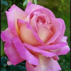 Tüplü Yediveren Rozguçar Pembe Beyaz Gül Fidanı