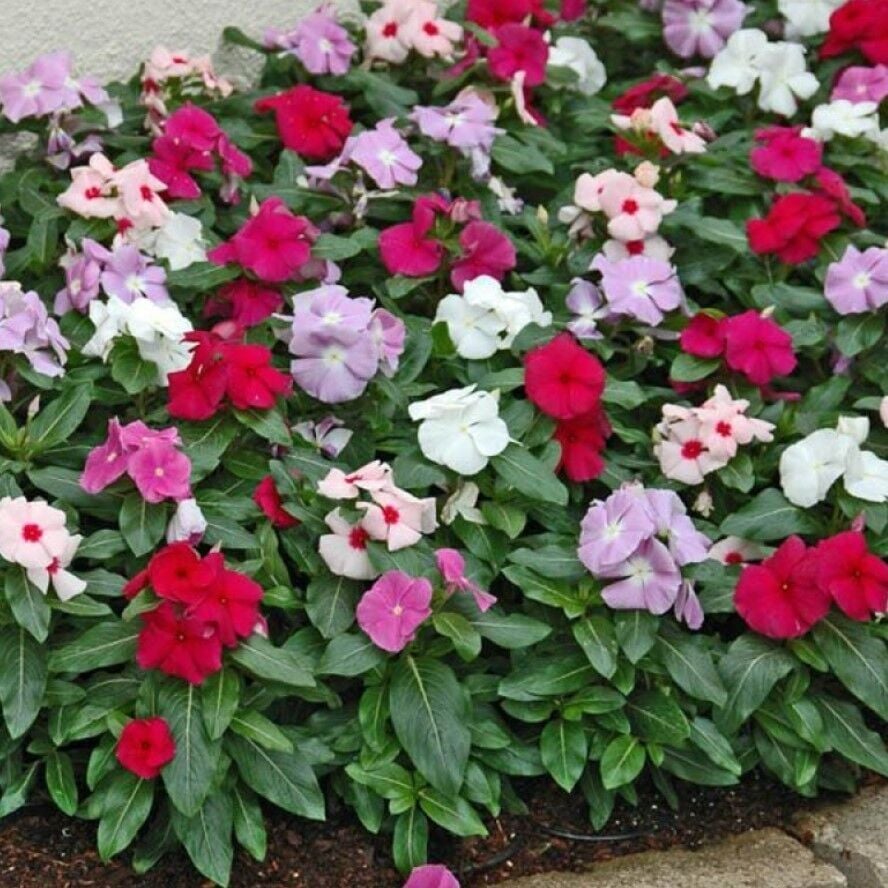 Karışık Mix Soğuklara Karşı Dayanıklı Vinca Cezayir Menekşesi Çiçeği Fidesi (5 Adet)