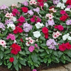 Karışık Mix Soğuklara Karşı Dayanıklı Vinca Cezayir Menekşesi Çiçeği Fidesi (5 Adet)