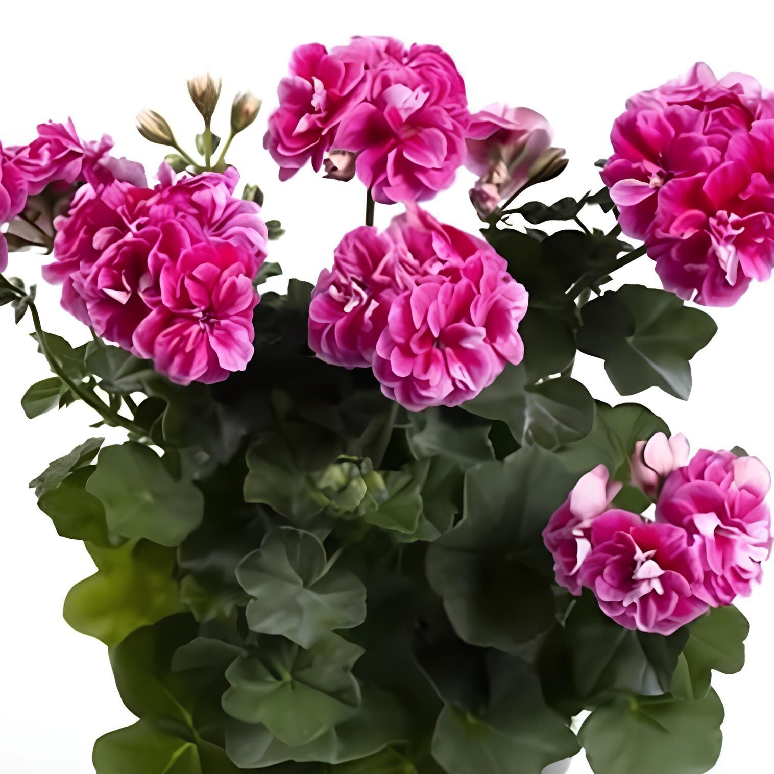 Nadir Bitki Katmerli Sarkan Grandeur İvy Stardust Sakız Sardunya Fidesi (1 Adet)