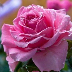 Tüplü Yediveren Sugar Pink Şeker Pembesi Gül Fidanı