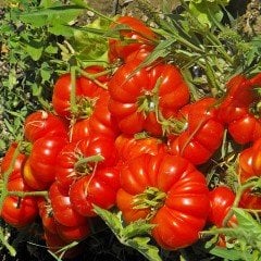 Aşılı İri Meyveli Tybeef Domates Fidesi (4 adet)