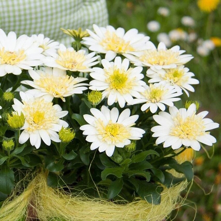 Katmerli Double Clear White Bodrum Papatyası Çiçeği Fidesi (1 Adet Fide)