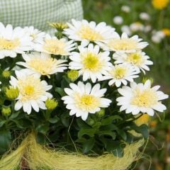 Katmerli Double Clear White Bodrum Papatyası Çiçeği Fidesi (1 Adet Fide)