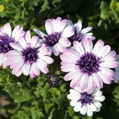 Erato Double White Blush Bodrum Papatyası Çiçeği Fidesi (1 Adet)