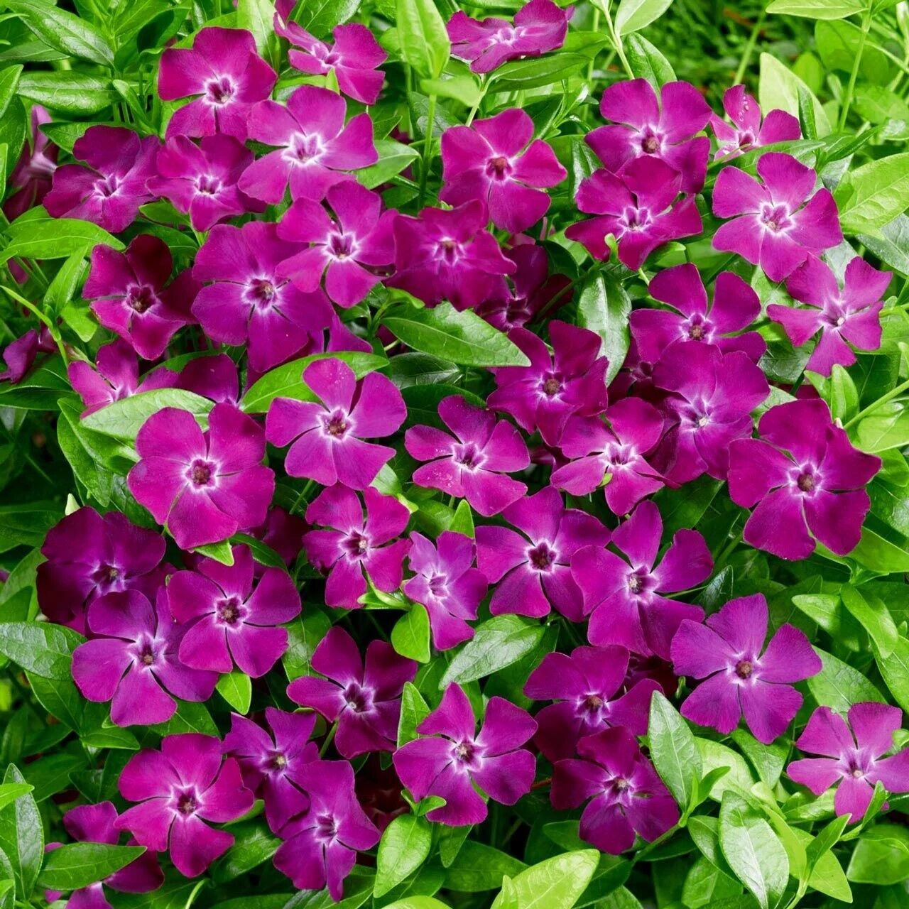 Verino Soğuklara Karşı Dayanıklı Vinca Minor Çiçeği Fidesi (1 Adet)