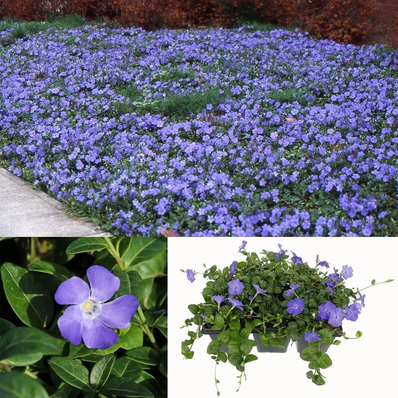 Hawai Soğuklara Karşı Dayanıklı Vinca Minor Çiçeği Fidesi (1 Adet)