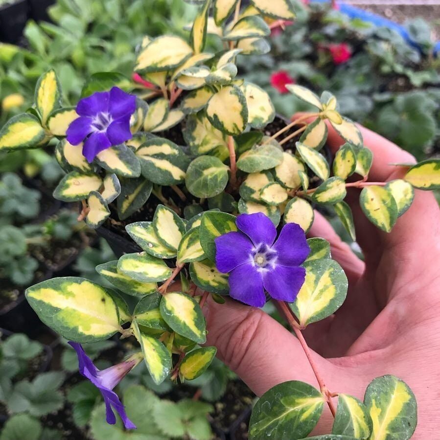 İmagine Soğuklara Karşı Dayanıklı Vinca Minor Çiçeği Fidesi (1 Adet)