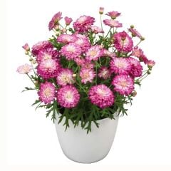 Özel Tür Aramis Double Strawberry Cream Katmerli Çeşme Papatyası Çiçeği Fidesi (1 Adet Fide)