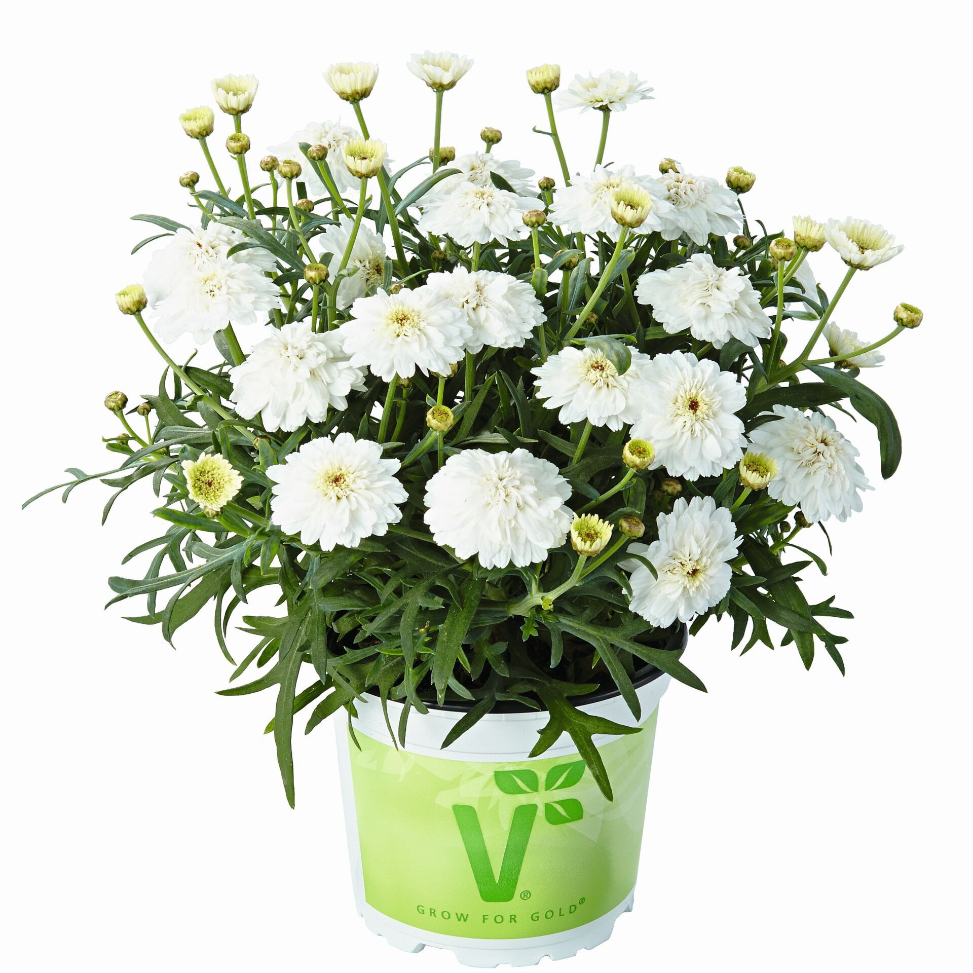 Özel Tür Aramis Double White Katmerli Çeşme Papatyası Çiçeği Fidesi (1 Adet Fide)