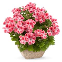 Özel Pink White Clarion Canan Çiçeği Fidesi (1 Adet)