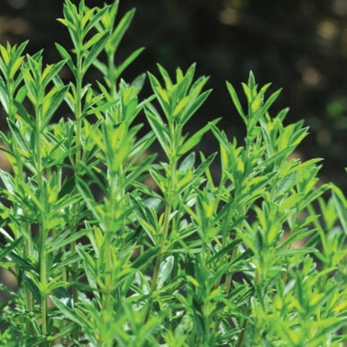 Aromatik Satureja Montana Sater Bitkisi Fidesi (4 Adet)