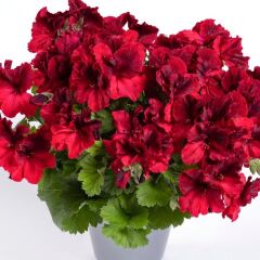 Deep Red Aristo Sardunya Canan Çiçeği Fidesi (1 Adet)