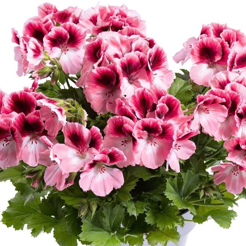 Ender Renkler Aristo Romance Sardunya Canan Çiçeği Fidesi (1 Adet)