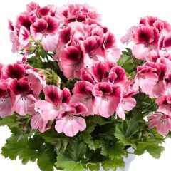 Ender Renkler Aristo Romance Sardunya Canan Çiçeği Fidesi (1 Adet)