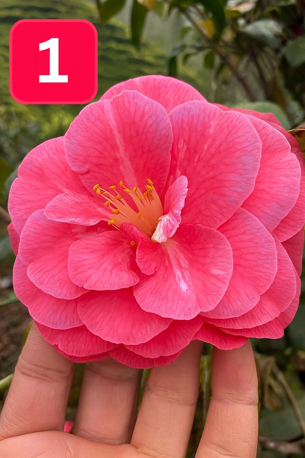 Mini Saksıda İri Goncalı Desire Kamelya Fidesi (5-10 cm)