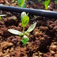 Katmerli Sarı Lisianthus Çiçeği Fidesi Chaconne Yellow (5 Adet)