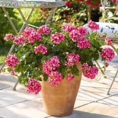 Sarkan Grandeur İvy Arctic Scarlet Sakız Sardunya Fidesi (1 Adet)