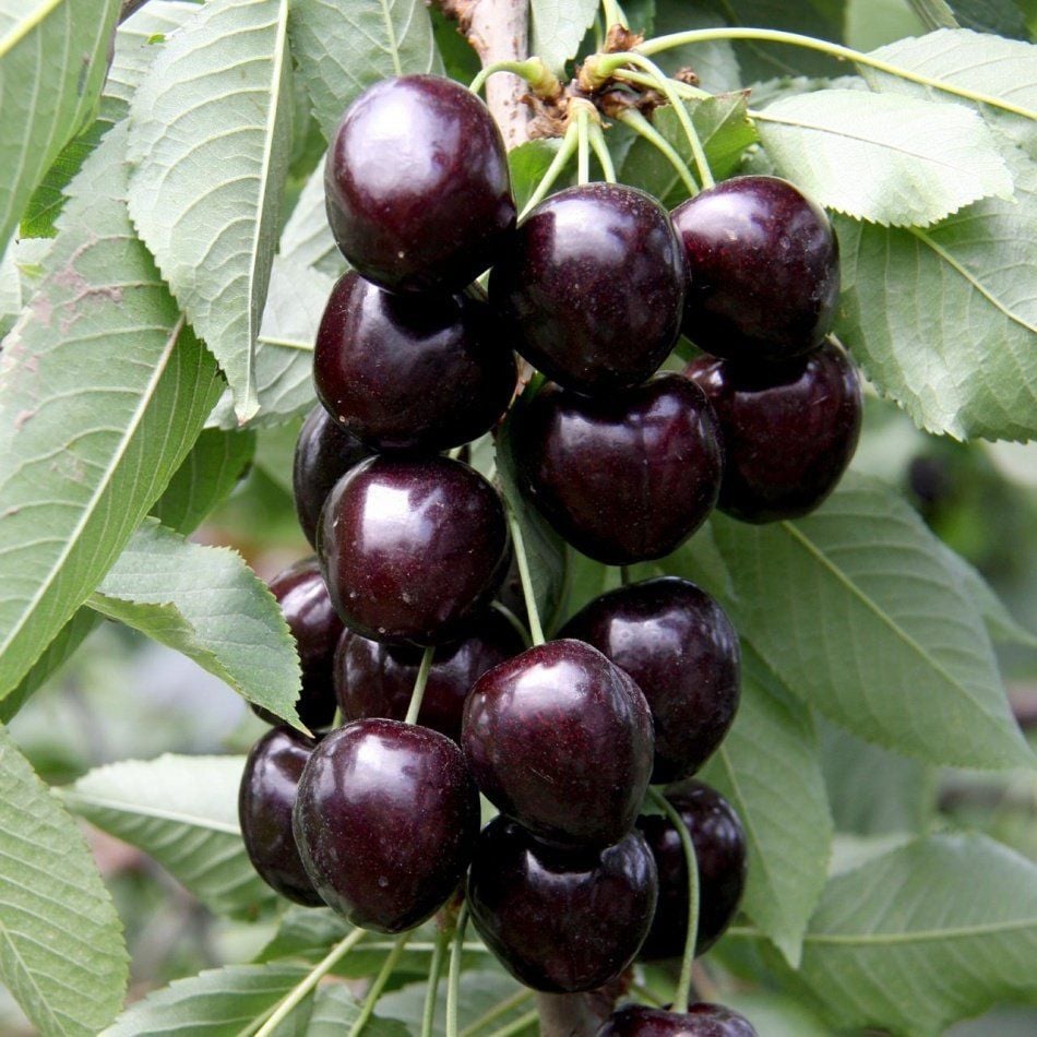 Tüplü Aşılı Yarıbodur Verimli Attika Kordia (Cordia) Kiraz Fidanı