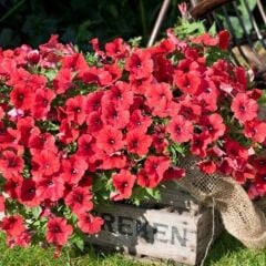 İri Çiçekli Sarkıcı Sarkan Fortado Dark Red Petunya Çiçeği Fidesi (1 Adet Fide)